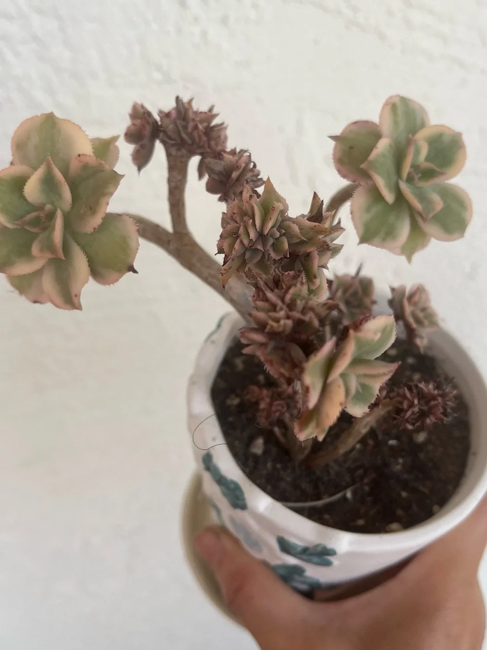 N/A serious aeonium